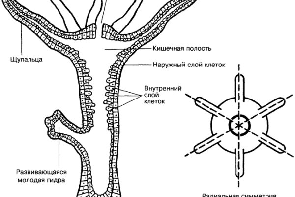 Зайти кракен через тор